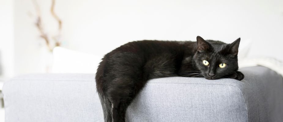 8 dicas úteis de decoração para amantes de gatos.