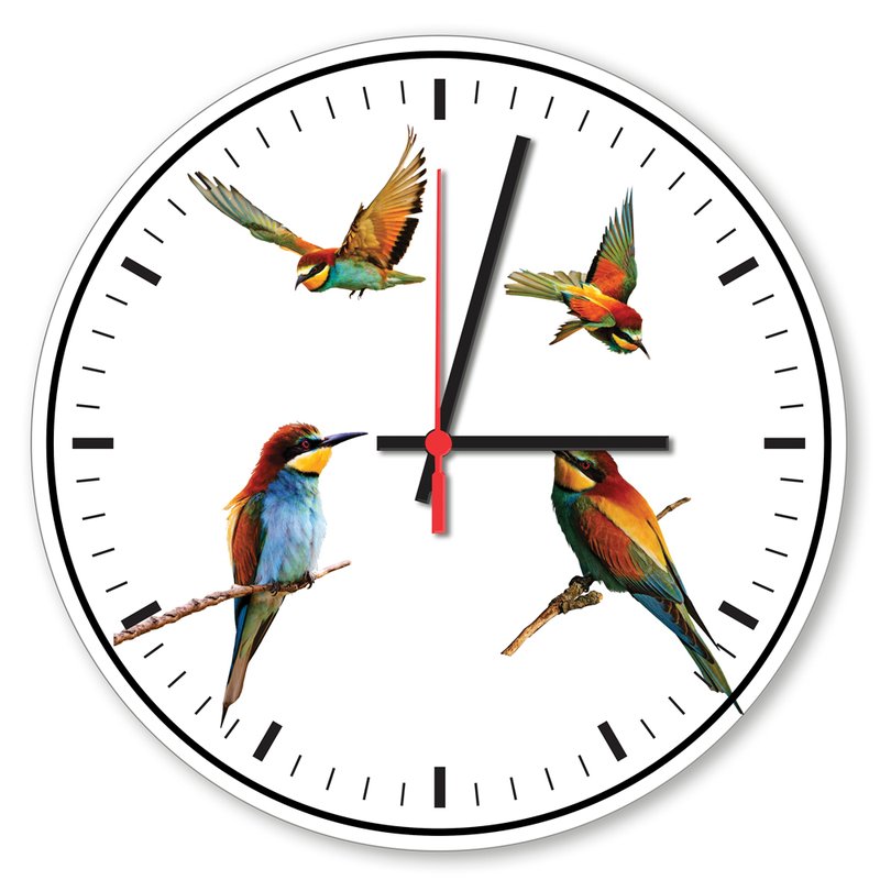 Relógio de Parede Decorativo Pássaros Coloridos - Prego e Martelo